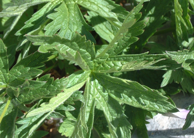 Geranium sylvaticum / Geranio silvano